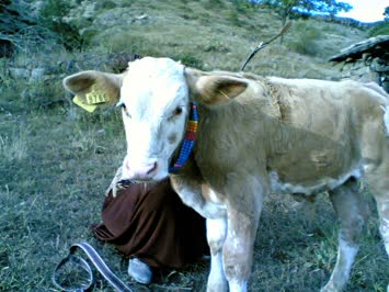 sahara festivali, danalar güzellik yarışması birincisi şampiyon danamız DOĞAN