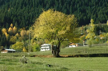 Merya