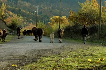 Mallari Otarmaya Götürüyorlar