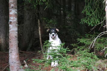 Cakir köpegim