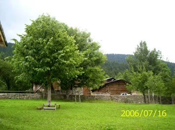 IHLMUR AĞACI ÜSTTE KAZIM DEMiRAL IN EVi