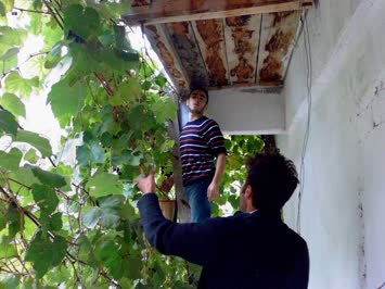 kardeşim ömer bizim evin bakonunda üzüm topluyor emrahta ona yardim ediyor