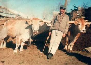 Şavta