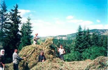 Şavta