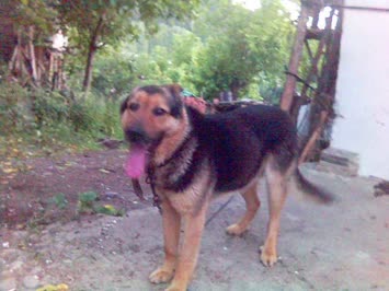 rudi