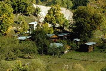 alizler