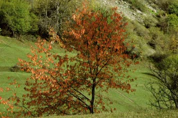 Sonbahar Manzaraları