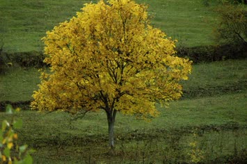 Sonbahar Manzaraları