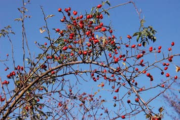 Kuşburnu