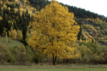 Sonbahar Manzaraları