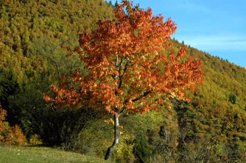 Sonbahar Manzaraları