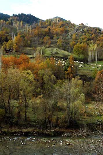 Sirasinkotta