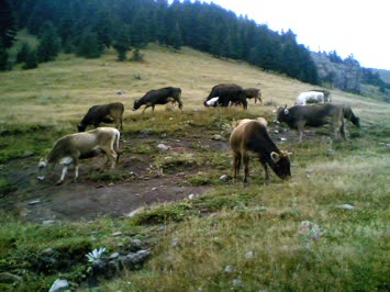 Balvana