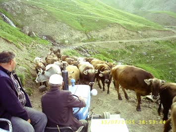 Mal Yaylaya Gediyer