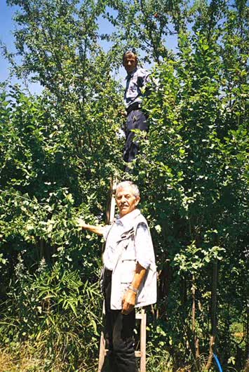 babam maeyve toplarken Niyazi amca aşagida bekliyor