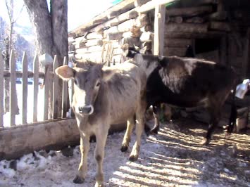 Çoraklı