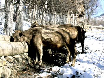 Çoraklıda Kış