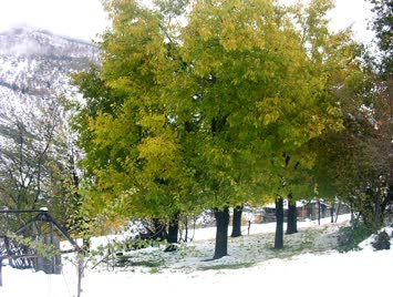 Karlar icinde Dut Agaclari / Sebzeli Köyü Ulukent Mahallesi