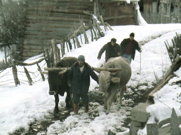kirman amca