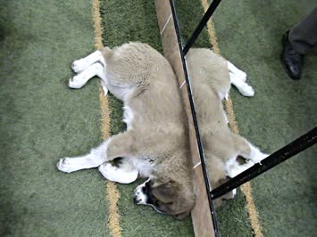 Köpek Yan Gelmiş Yatiyor