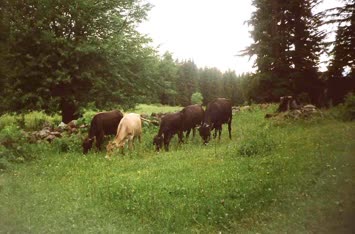 Şavket