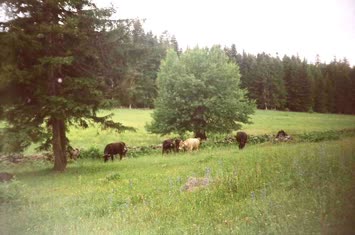 Şavket