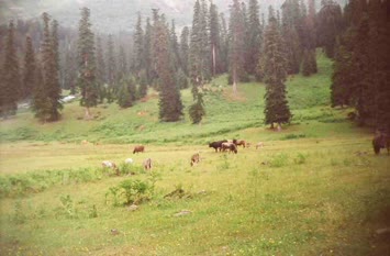 Şavket