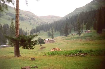 Şavket