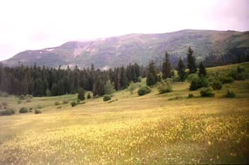 Şavket