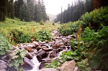 Şavket