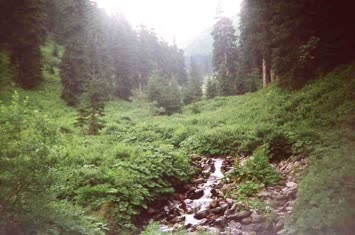 Şavket