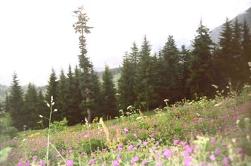 Şavket