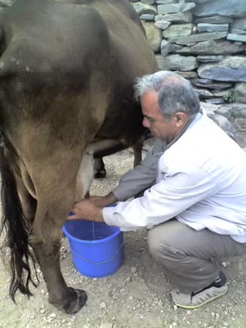 Süt Sağmak