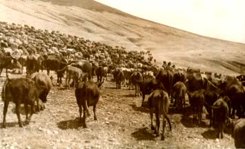 Kuşluk Mal Gidişi / Cindağı / 1973