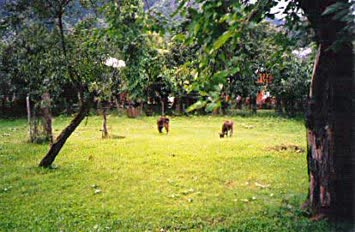 Köy bahçelerinden