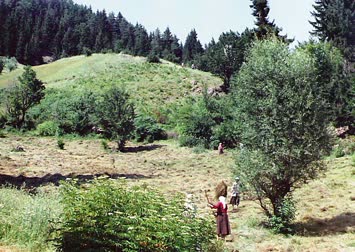 Köyden,yaz çalışmalarından,Nihat KAYA/Emekli