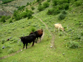Gelet ve Hayvanlar