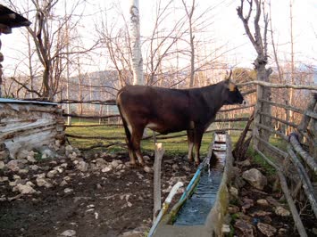 Köy