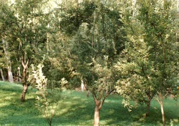 Köyde, Meyva Bahcemden - Bu YeSillik ve Güzellik HerSeye Deger