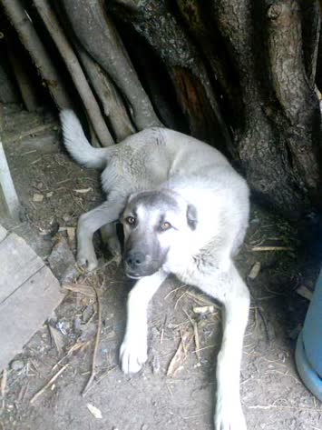 Köpeğim Zalim