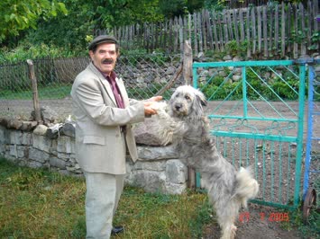 Dostluk
