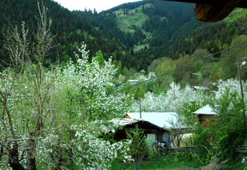 Bahar