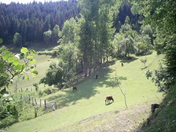 Nakoharada hayvanlar otlarken 3 ags. 2007