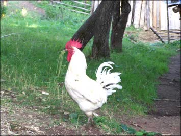 Sabahlarim belasi :)) uzun uzun öten horozumuz...