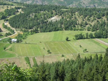 fidanlik