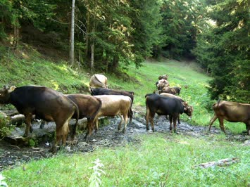 Su icen mallar. Siraya girmiStir... dogangin düzeni