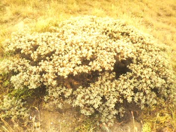 Savaş Köyü