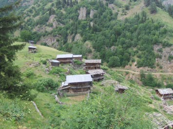 Hohlevi