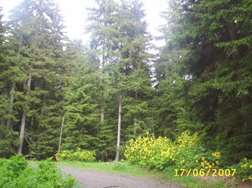 YAYLA