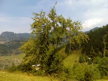 Elmalar Kirilmis
